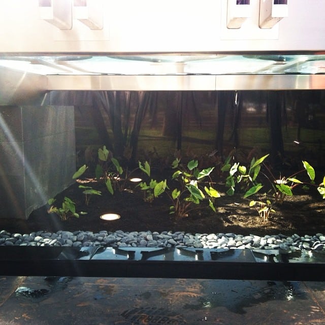 Dry land taro in the courtyard at the #IBMBuilding and #WardVillage information center.