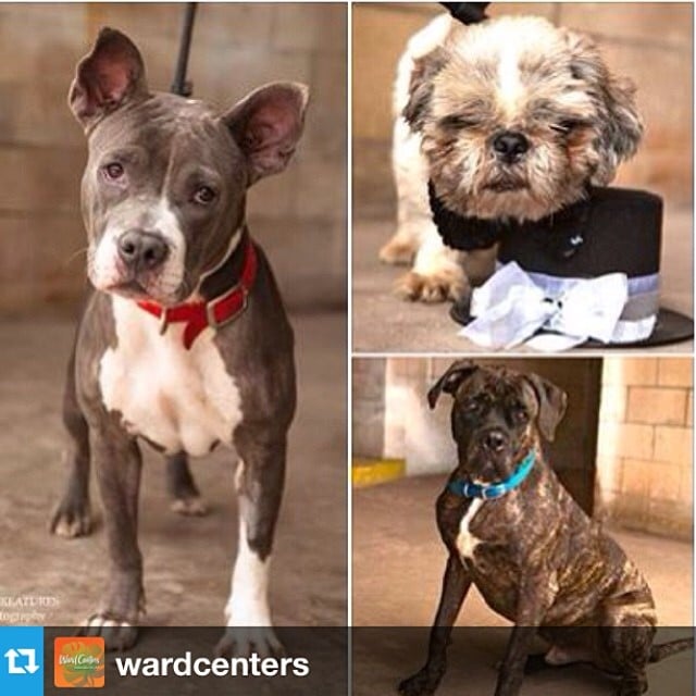 Starting Saturday, May 17 animal lovers, pet owners and furry friends are invited to attend a Pawsitively Furtastic adoption event from 1-3 p.m. at the Ward Warehouse Amphitheater! #pets #adopt #puppies #regram
