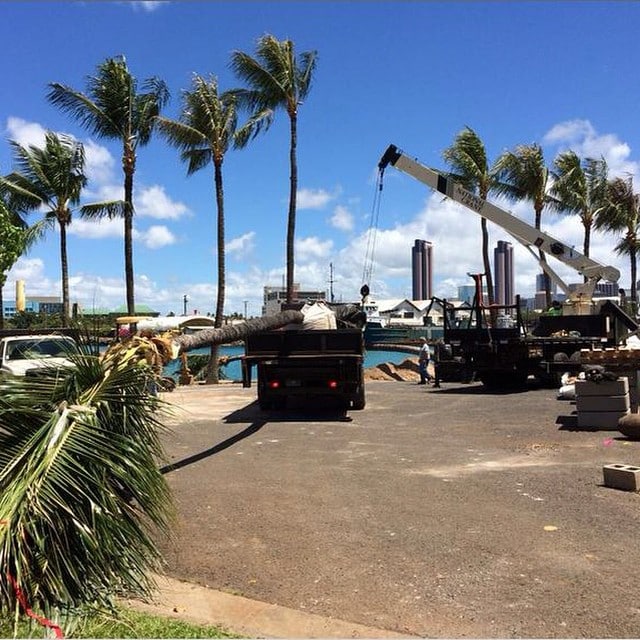 Our RISE Neighborhood Development Fellow Isaiah Sato shared his recent work with Ward Village to relocate 25 trees from a development site to surrounding areas in Kakaako, including Kewalo Basin Harbor on the @Kupuhawaii blog!