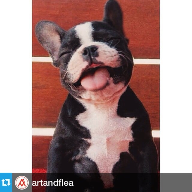 #Regram from @artandflea! This little one is excited for PETFEST!Bring your pets along with you to Art + Flea next Thursday September 25th! | 1020 Auahi St Bldg 3 behind Marukai Market in Oahu’s only pet friendly shopping center @wardvillage | 5pm-10pm $3 door | #wardvillage #petfest #artandflea #puppies #dogs #cats #kittens #hawaii #oahu #honolulu #supportlocal