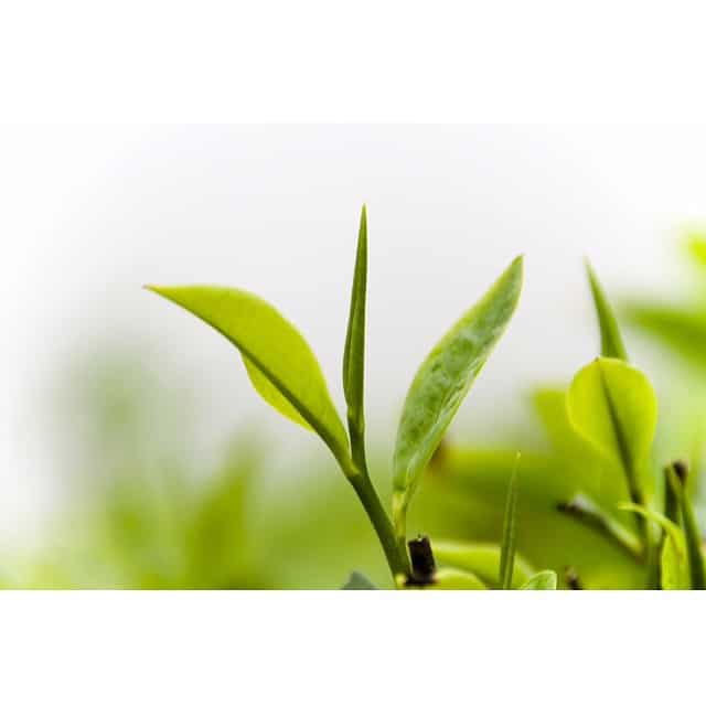 @fishcakehawaii is hosting some fantastic #tea events this week: Thursday: Andrew Binkley tea photography exhibition opening reception Sunday: Jeff Fuchs conducts a tasting, demo and tea sale. #WeAreWard