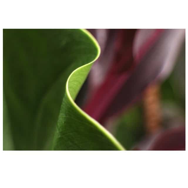 Visit our blog to discover all the #endemic plants throughout Ward Village! Click the link in our bio #WeAreWard