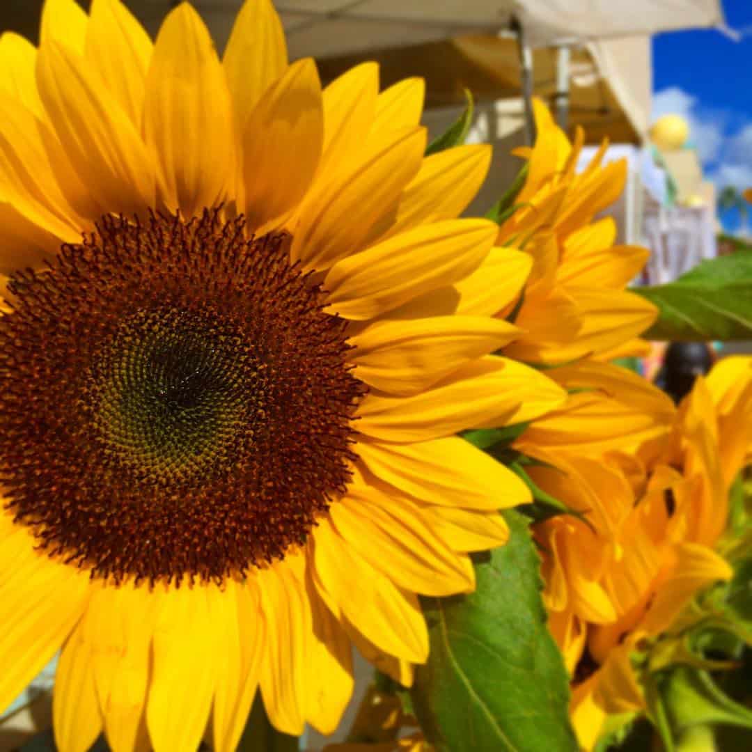 Wakey, wakey rise & shine! ️ We’ll be at the Kakaʻako Farmers Market at Ward Warehouse for fresh produce, ono eats & good old fashioned fun! @alohafarmlovers #WeAreWard #WardVillage #SupportLocal #FarmersMarket #NoFilter