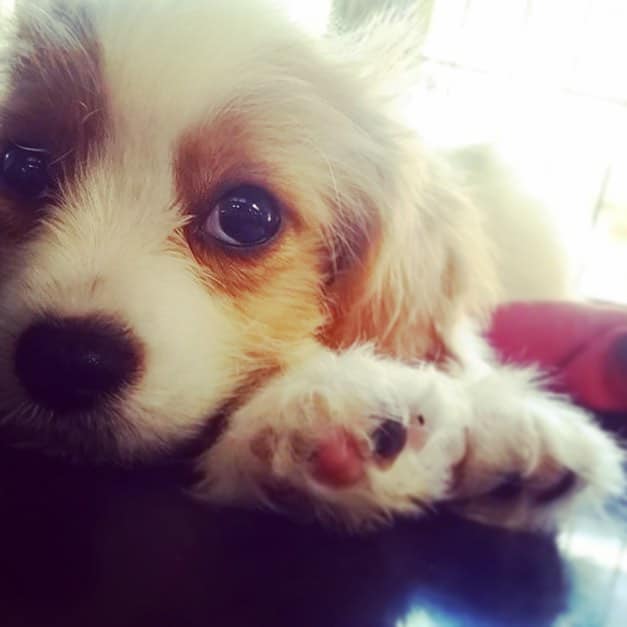 We feel you buddy! #mondays #WeAreWard #WardVillage #puppylove #repost @petcornerhawaii