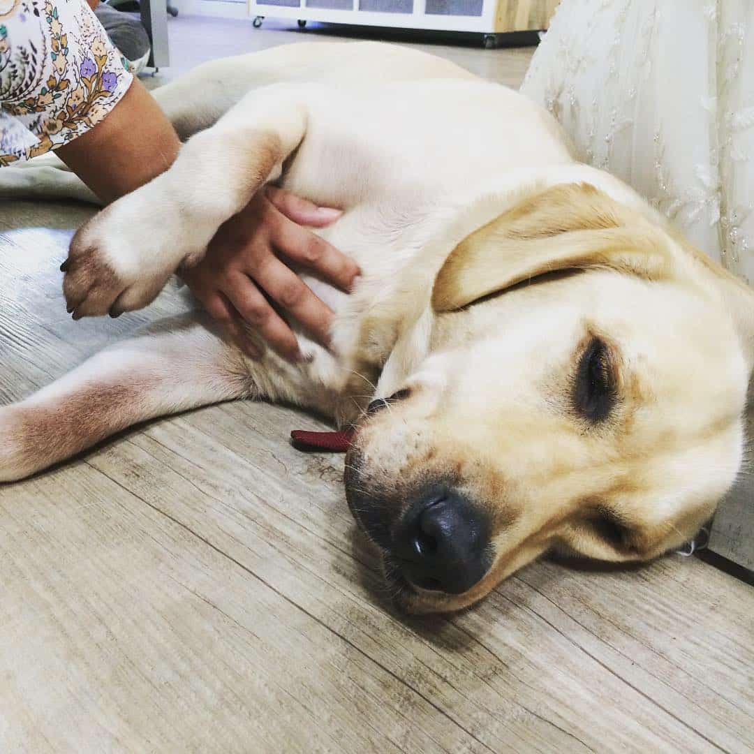 Good night from #ThePrimoShow! #WeAreWard #WardVillage #HawaiiDogs @theweddingcafehi