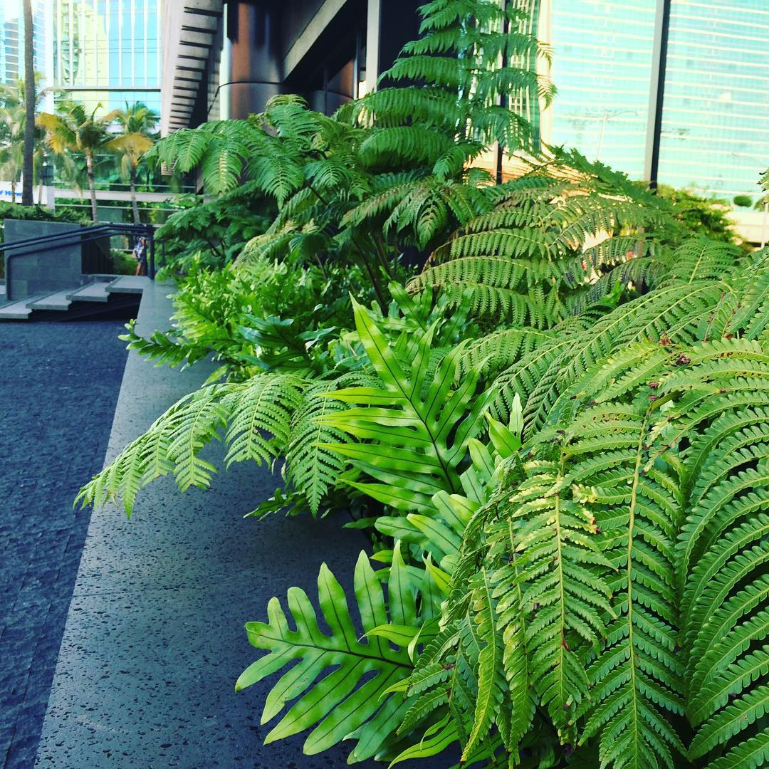 Did you know the IBM’s landscaping is chock full of native Hawaiian plants? #WeAreWard #WardVillage #HawaiianFloraAndFauna