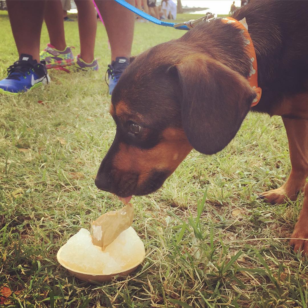 – Puppy Shave Ice at the @hawaiianhumane PetWalk! Come get some.  #weareward #WardVillage #PetWalk #HawaiianHumaneSociety