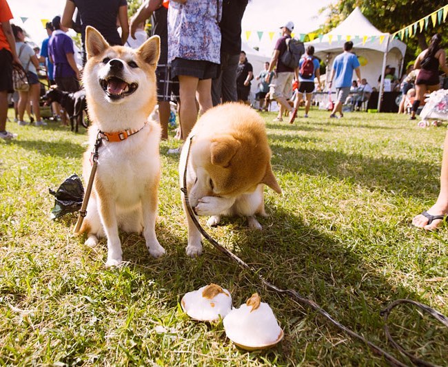 Got a furry friend? Bring them to @realgastropub’s #YappyHour tonight (and every Monday) on their lanai from 6pm to closing! Plus, get 10% off AND get a treat for your furry pal. #WeAreWard #wardvillage #kakaako #petfriendly #honolulu #hawaii #happyhour