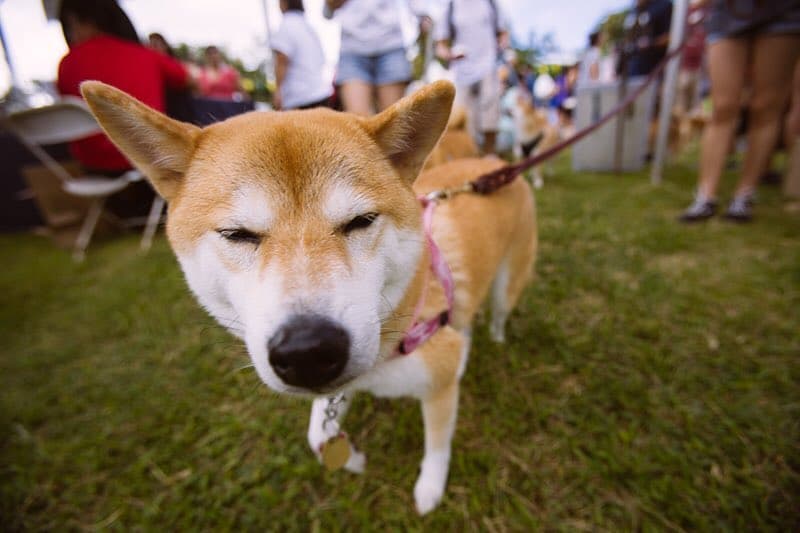 Happy #NationalDogDay! Tell us what your #furfriend’s name is in the comments below. #WeAreWard #wardvillage #kakaako #honolulu #hawaii #hawaiianhumanesociety #petwalk