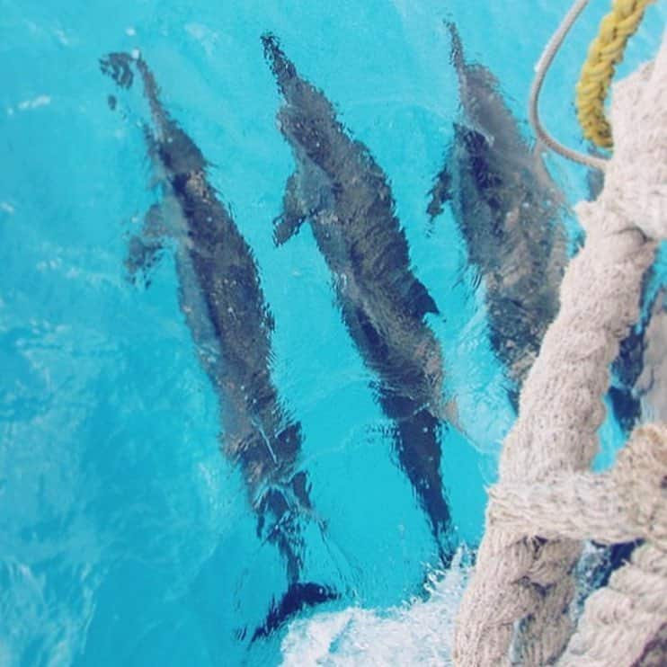Have you discovered whats across the street @kewaloharborhi yet? Like this pod of dolphins, photographed by @treasureseeker_hi! #weareward #wardvillage #kakaako #dolphins #hawaii #summer #honolulu #repost