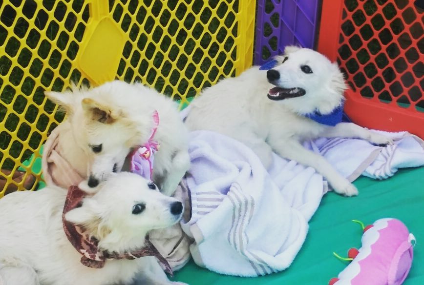 Day 2 of our South Shore Market grand opening is in full effect! @hawaiianhumane is doing a Pup-up & pet adoption! #weareward #wardvillage #kakaako #honolulu #hawaii #dogs #southshoremarket #southshorestyle