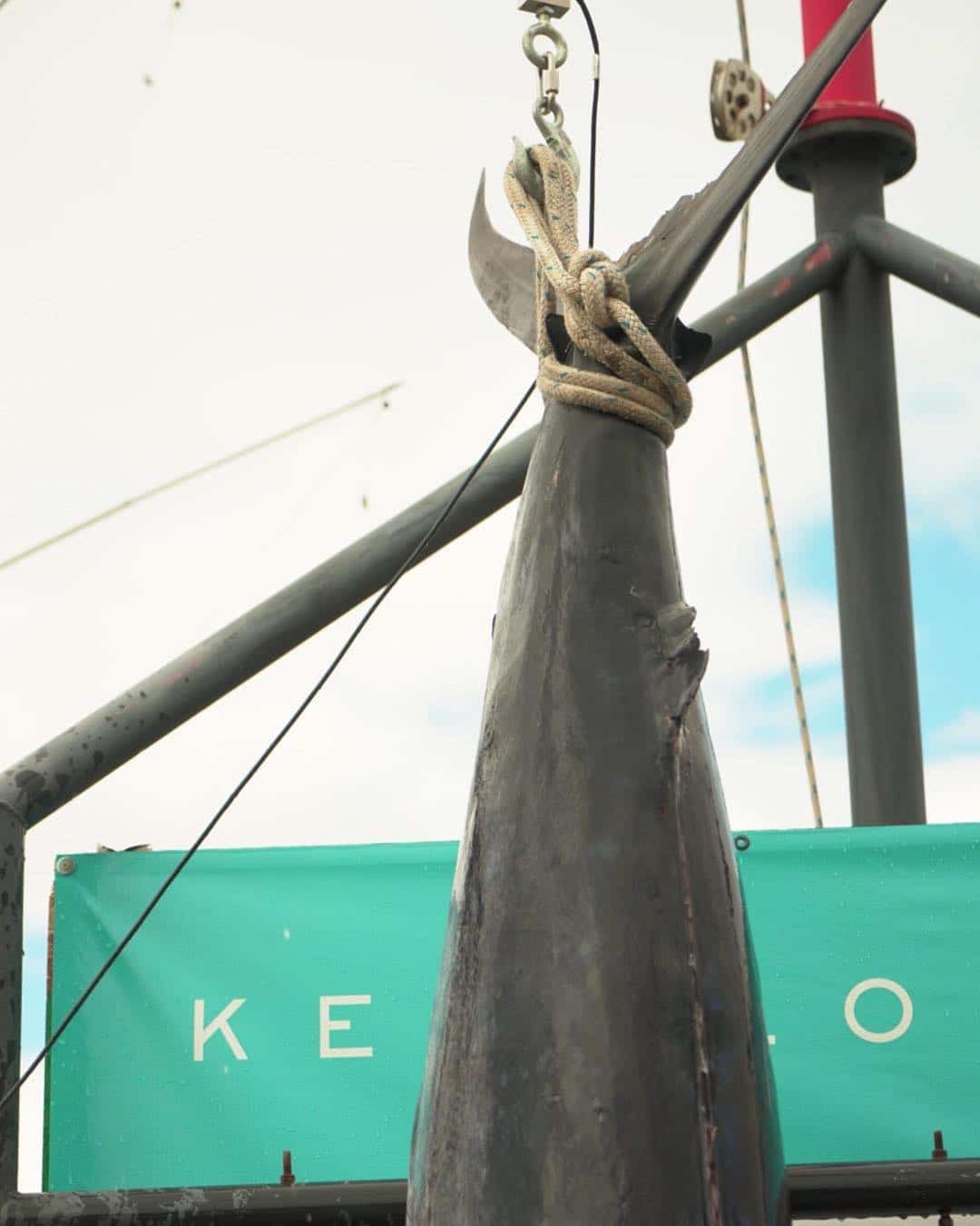 The first catch of our Kewalo Harbor Big Fish Chase is in thanks to Rukus Sportfishing! Can you guess how big this Marlin is? #WeAreWard