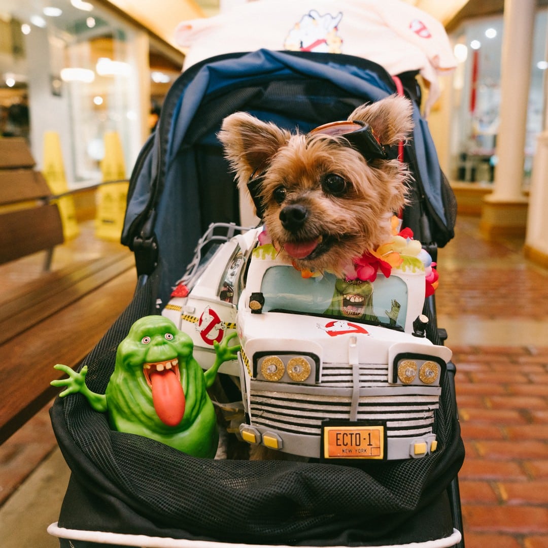 Join us this Saturday for @hawaiianhumane’s Pet Walk at Kolowalu Park! ️ Enjoy food, a beer garden, pet-only shave ice & special events inside South Shore Market. Visit wardvillage.com/events to learn more!