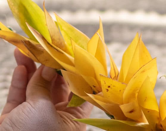 Lei Poʻo Workshop
