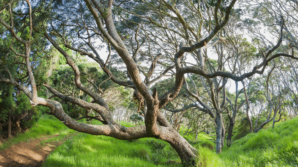 These Treasured Trees
