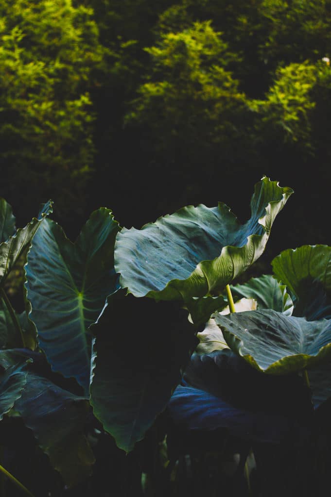 Nā Mea Hawaii Selling Fresh Poi, Ginger and Hōʻiʻo for the Kumuola Foundation