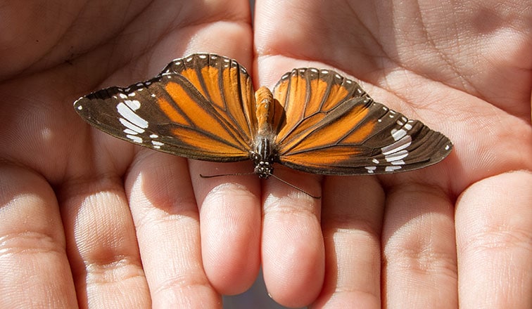 Discover the Monarch Butterfly