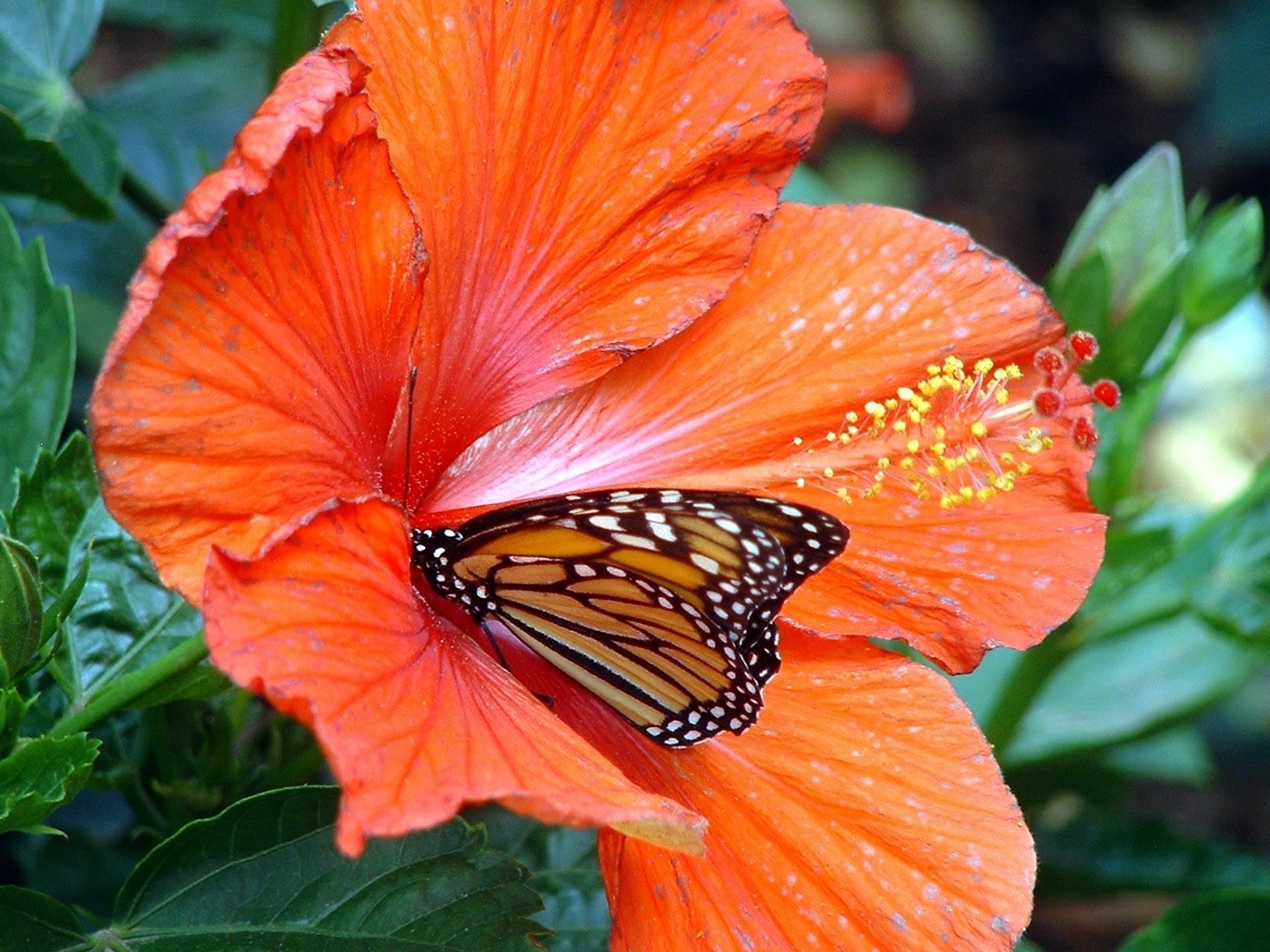 Head to Victoria Ward Park on April 3rd from 1P to 4PM to learn about the monarch butterfly.  We’ll be joined by experts who will talk with garden visitors about how you can support the conservation efforts. There are fun surprises planned as well including photo opportunities, giveaways for the keiki and a special appearance by Oahu Kindness Rocks. Save the date!