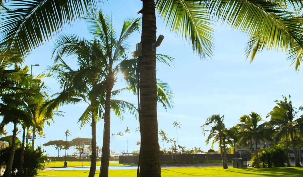 Palm trees at Victoria Ward Park