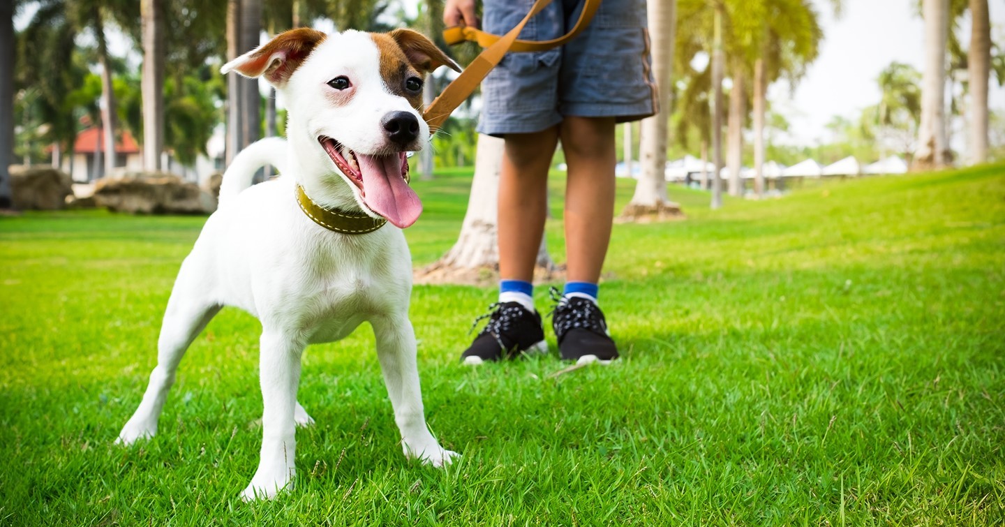 We are getting excited to celebrate National Pet Day at Ward Village. Join us at Victoria Ward Park on Sunday, April 11 from 9AM to 12PM to participate in the fun. Pet owners will be able to get their pups pampered by Johnny’s House Dog Salon, take fun pics at the Paradise Pawz selfie station, and check out the Ali’i Animal Hospital & Resort’s pet “ambulance” (a rockin’ red Mini Cooper!). In addition, Ali’i Animal Hospital & Resort will have experts and staff on site to facilitate different pet stations and dog obedience/training classes. Check out the link in our bio for more information!