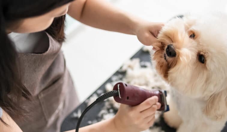 Person grooming a fluffy white dog on a table with electric clippers, fur scattered around, viewed from above.
