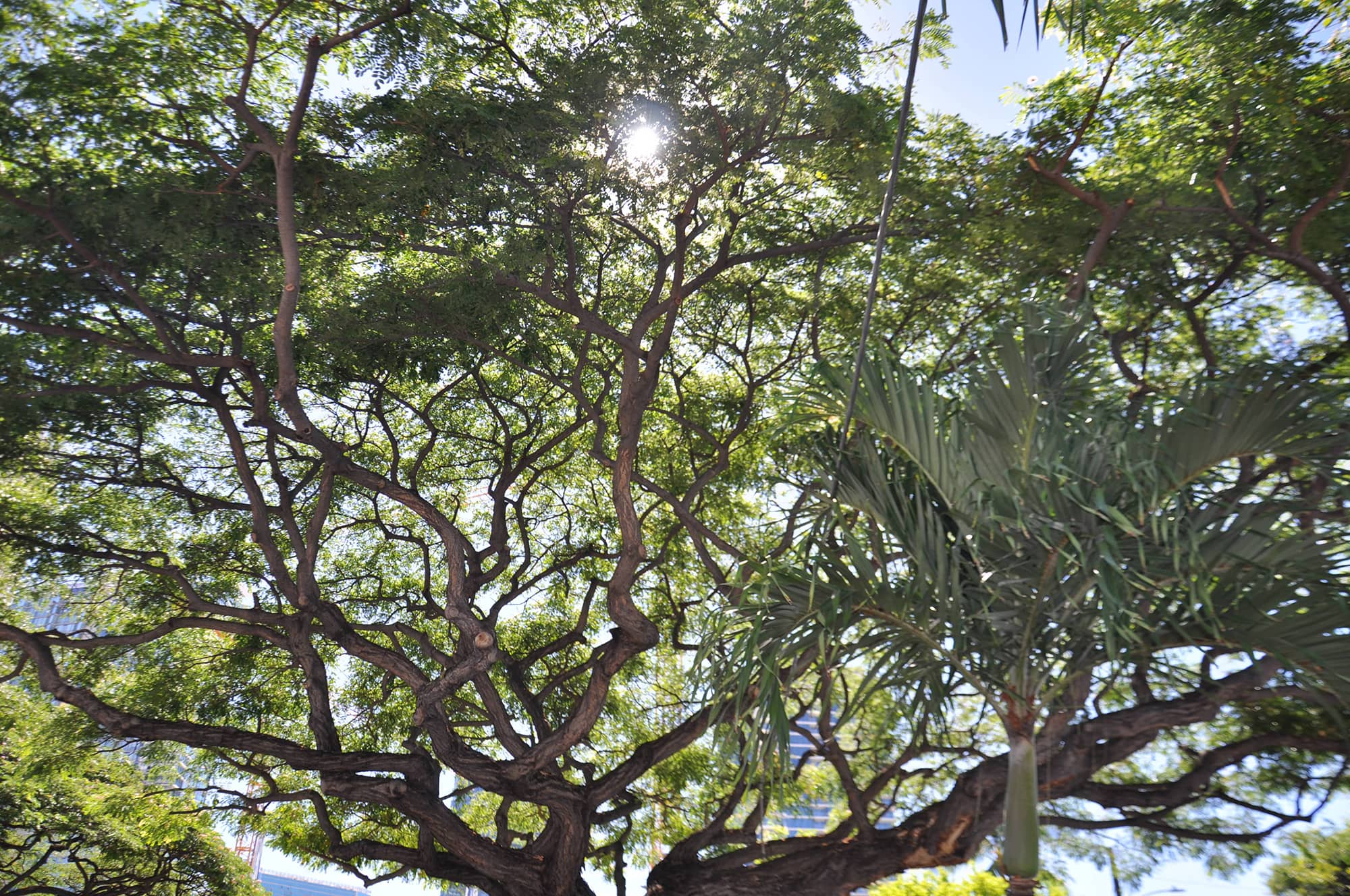 Trees For Honolulu’s Future