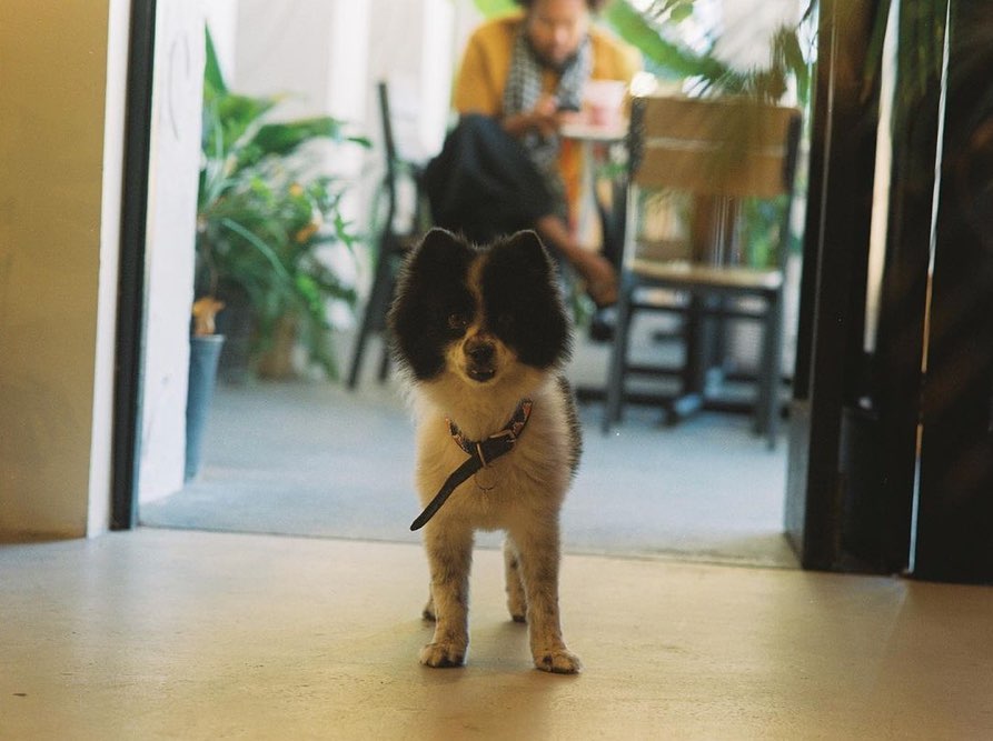We all know that dogs are man’s best friend, but what about work sidekick? Bring your dog to work at the innovative coworking space, BoxJelly at Ward Center.