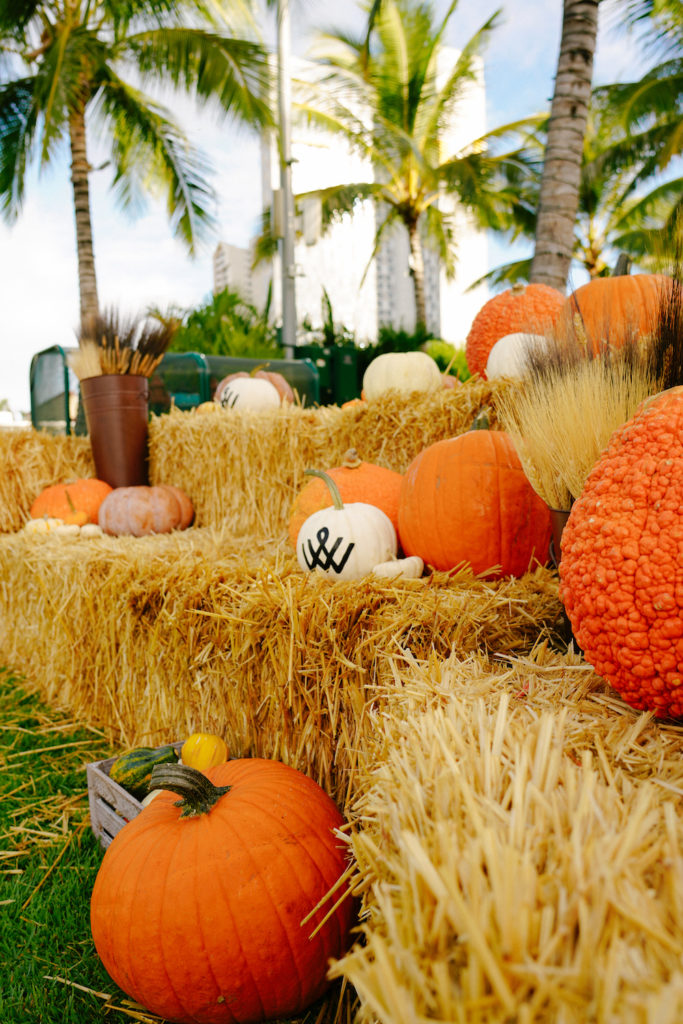 Halloween Pumpkin Patch