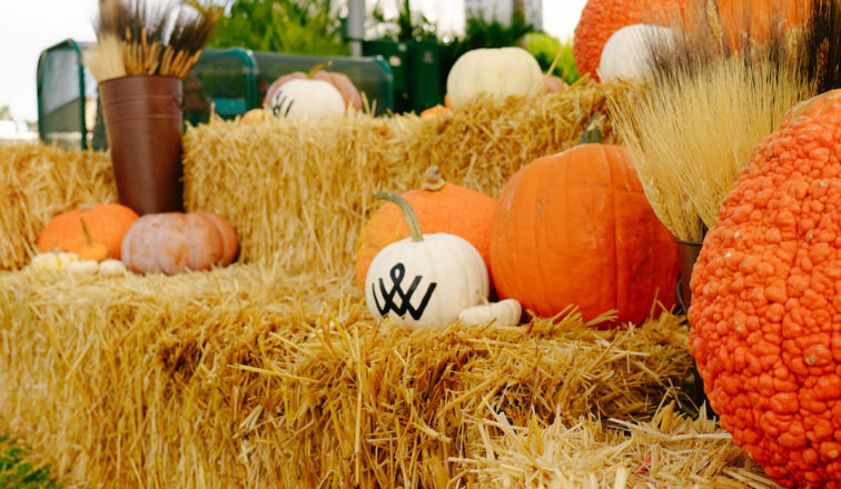 Halloween Pumpkin Patch