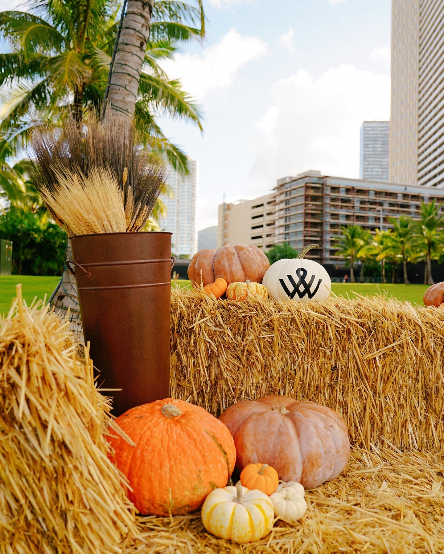 Celebrate Halloween and support our local famers on Saturday, October 30 from 9am-12pm at Victoria Ward Park. Fun photo opportunities will be set for pictures with the family, kids and pets too. Take home your very own mini pumpkin to enjoy supplied by Aloun Farms (while supplies last). See you at the park!