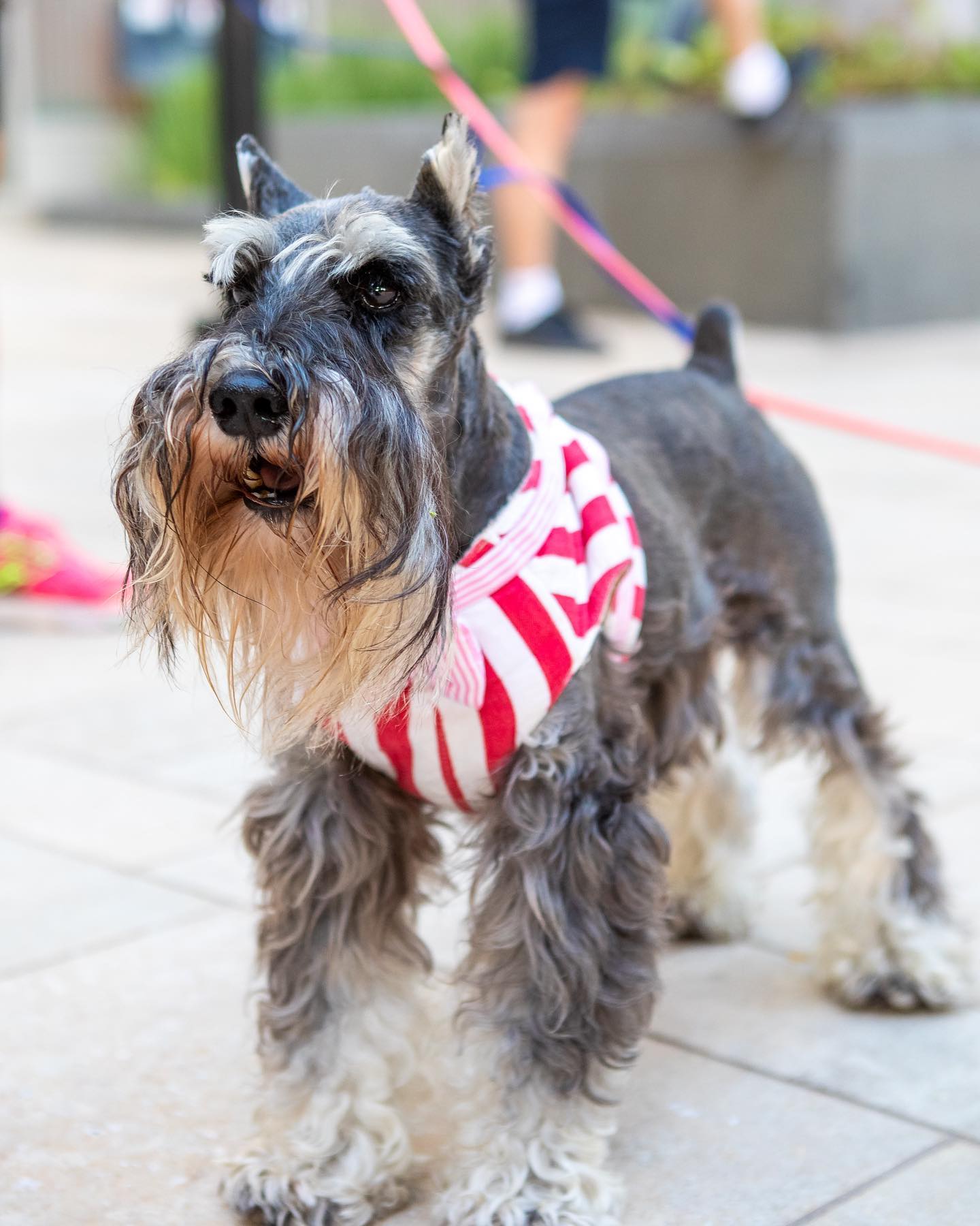 Bring your family and furry friends to the Aloha Pet Fair at Ward Village this Saturday and Sunday from 10am to 5pm, where you’ll find over 30 vendors offering pet supplies and gifts, demonstrations, expert talks, and giveaways. Learn more on our Holiday Guide link in bio.