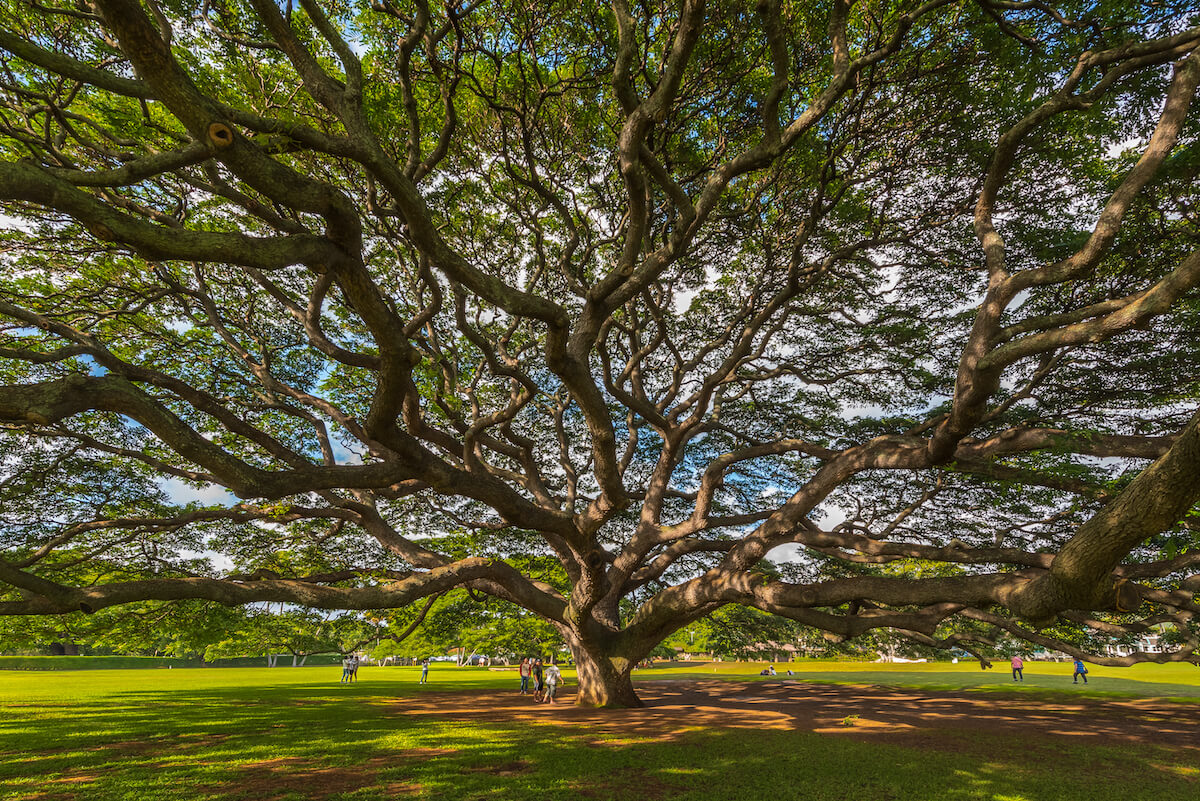 Honolulu Theatre for Youth: TREES