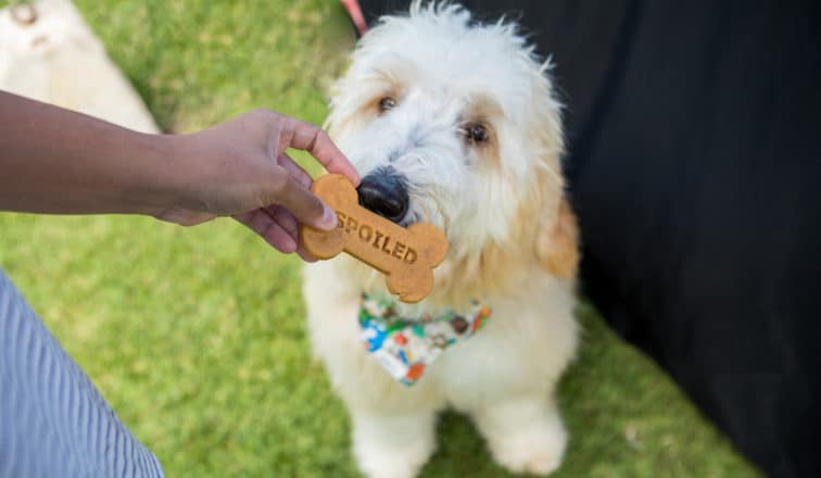 Aloha Pet & Family Fair
