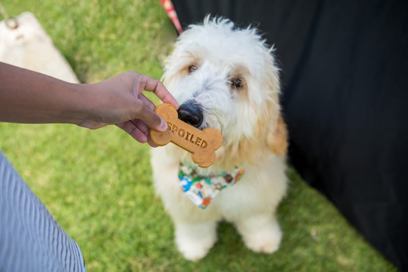 Aloha Pet & Family Fair