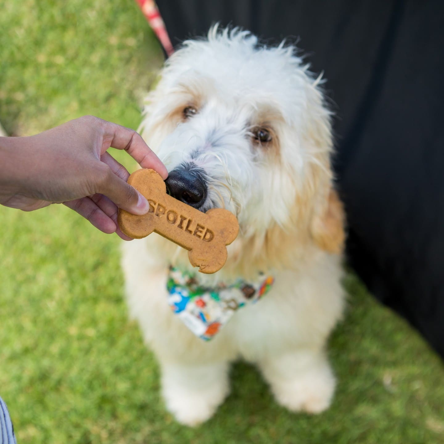Calling all animal lovers! Bring your family and furry friends to South Shore Market this Saturday and Sunday from 10am to 3pm for the Aloha Pet & Family Fair. The weekend will be full of pet-themed activities, shopping, giveaways, and more! Click our link in bio for more details.