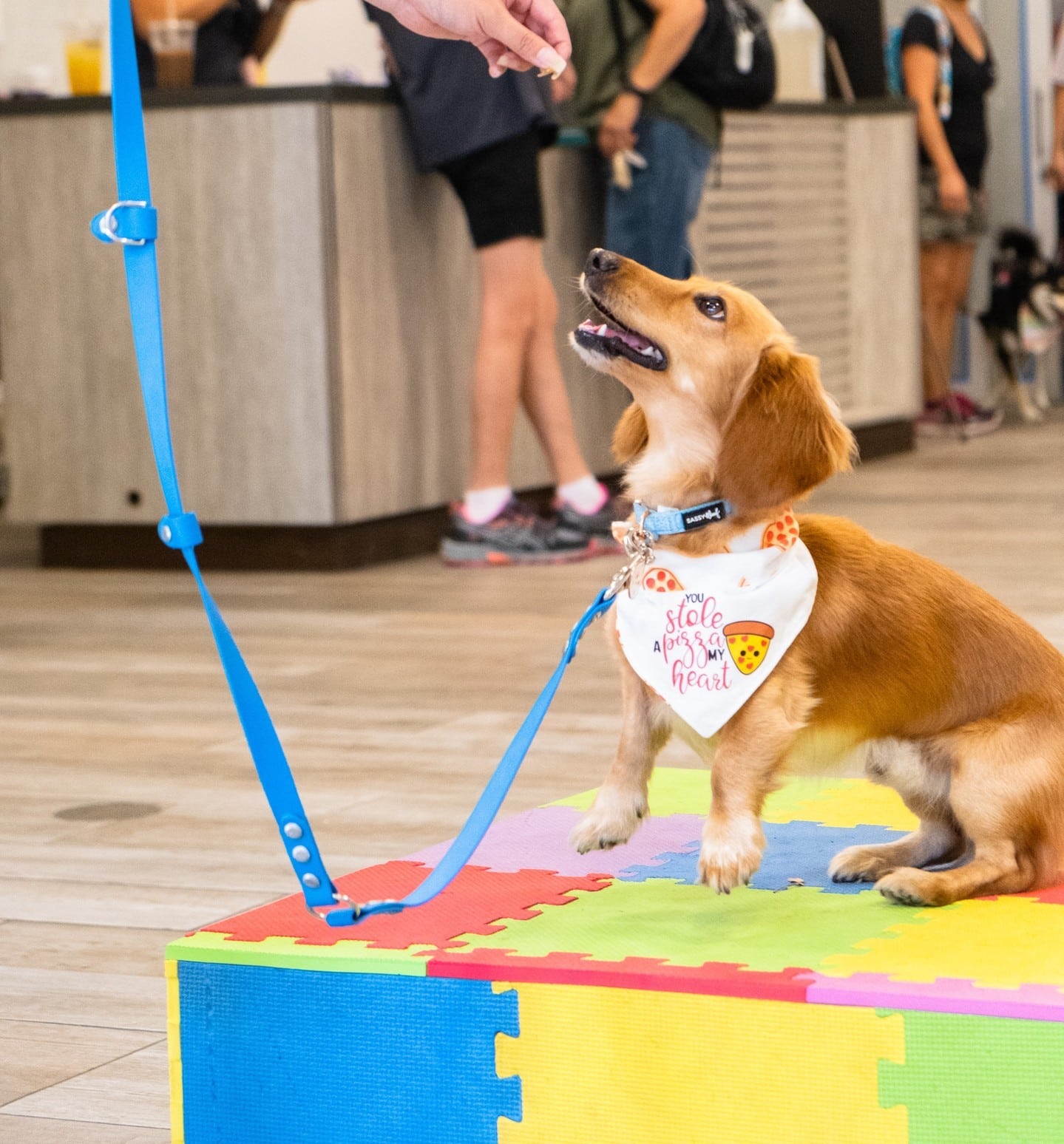 The Aloha Pet & Family Fair is returning to South Shore Market July 9-10, from 10am-3pm! The weekend will be full of pet-themed activities, demonstrations, giveaways, and more for the entire family to enjoy. Click the link in our bio to learn more.