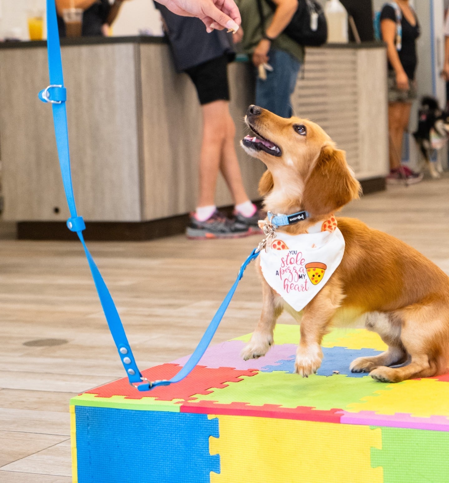 The Aloha Pet &amp; Family Fair is returning to South Shore Market July 9-10, from 10am-3pm! The weekend will be full of pet-themed activities, demonstrations, giveaways, and more for the entire family to enjoy. Click the link in our bio to learn more.