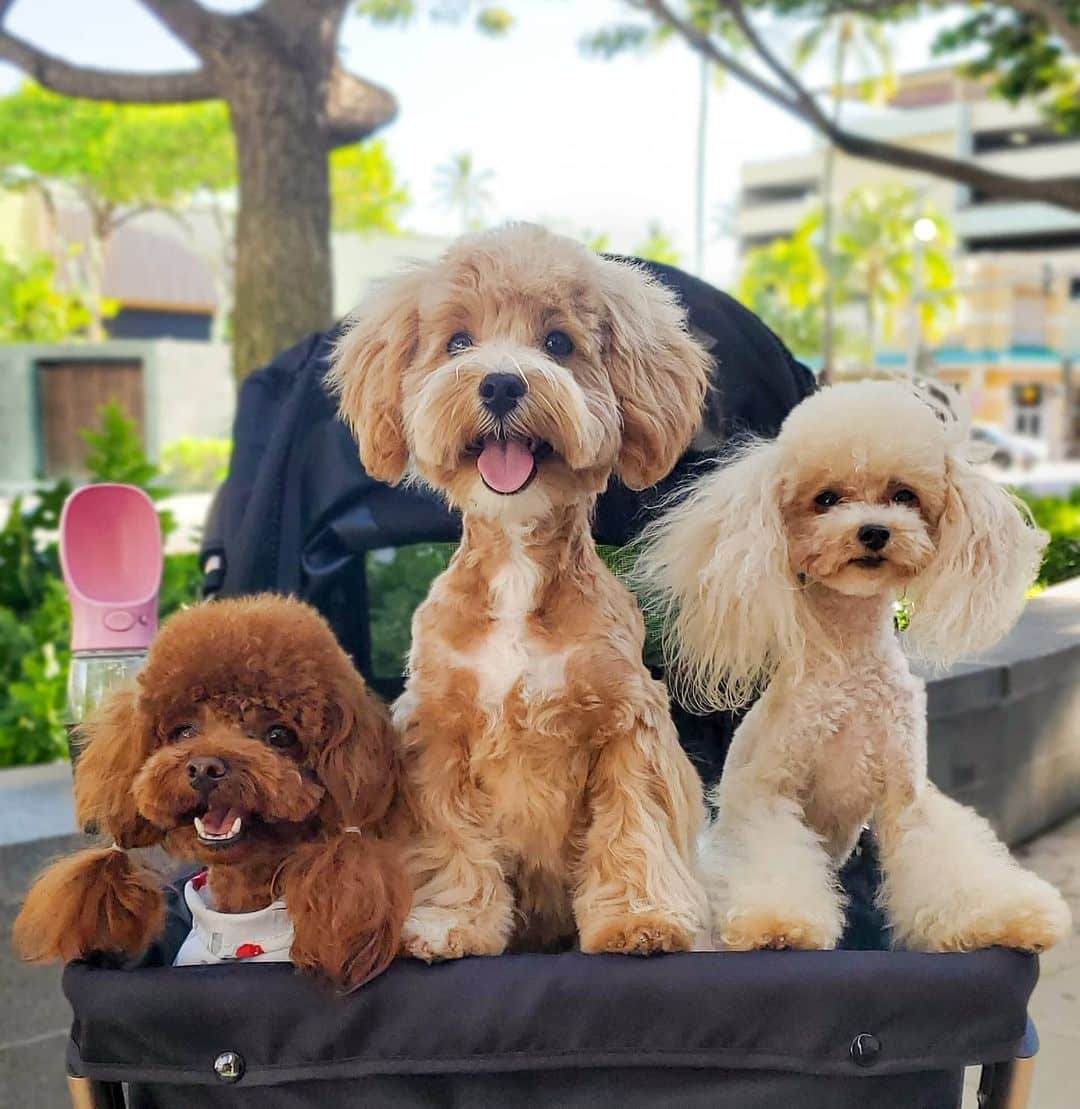 Show your furry friend a little extra love today on National Spoil Your Dog Day. Bring Fido for a walk around the paths and parks of Ward Village, grab a treat at a pet-friendly neighborhood eatery, or pamper them with professional grooming at Johnny’s Dog Spa in Ward Centre. #petsofward Photo by @mochiii808