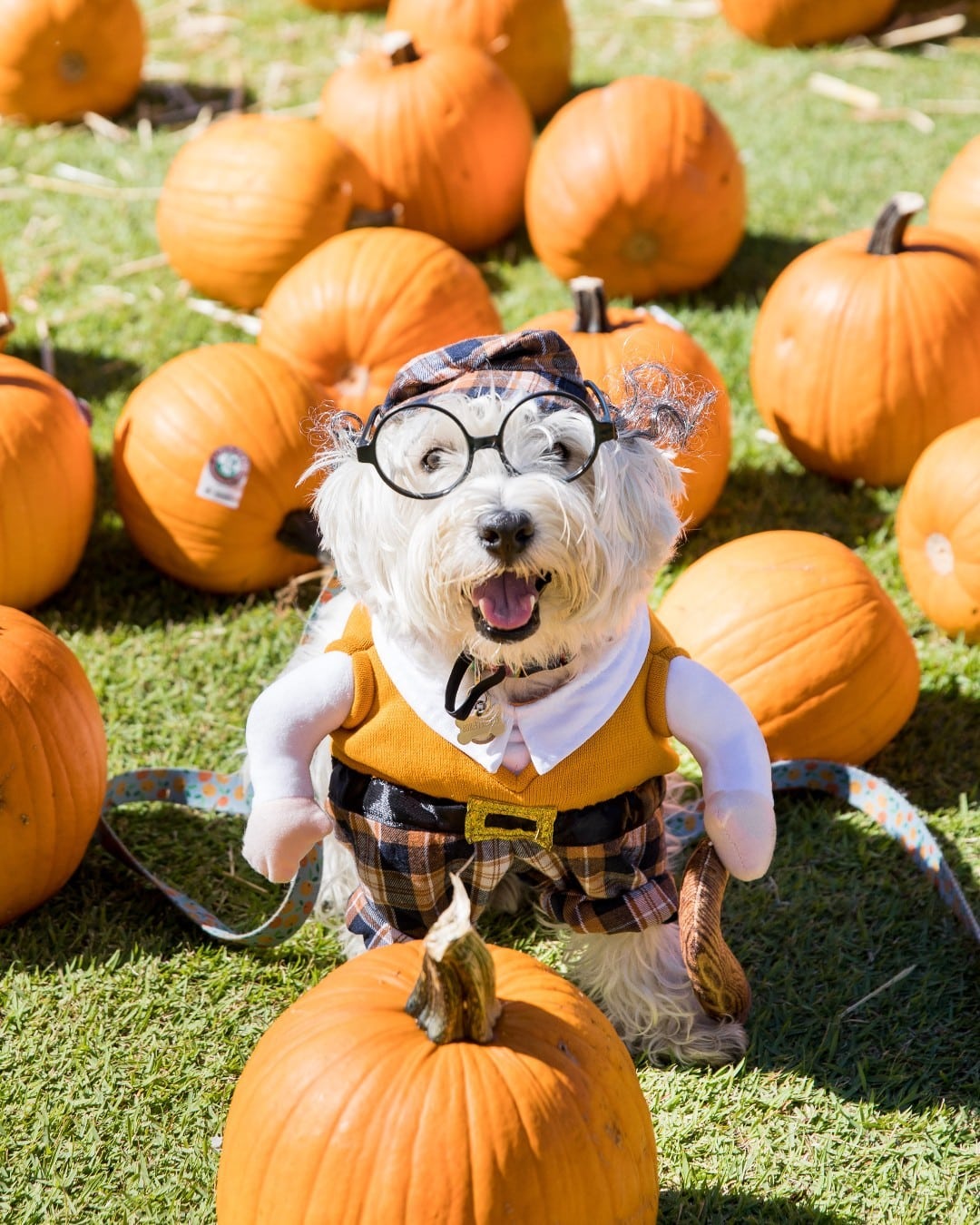 Find the perfect costume at Spirit Halloween, now open in the East Village Shops next to Nordstrom Rack. Whether you are shopping for your keiki, furry friend or yourself, Spirit Halloween has something for the whole family! What will you dress up as this year?