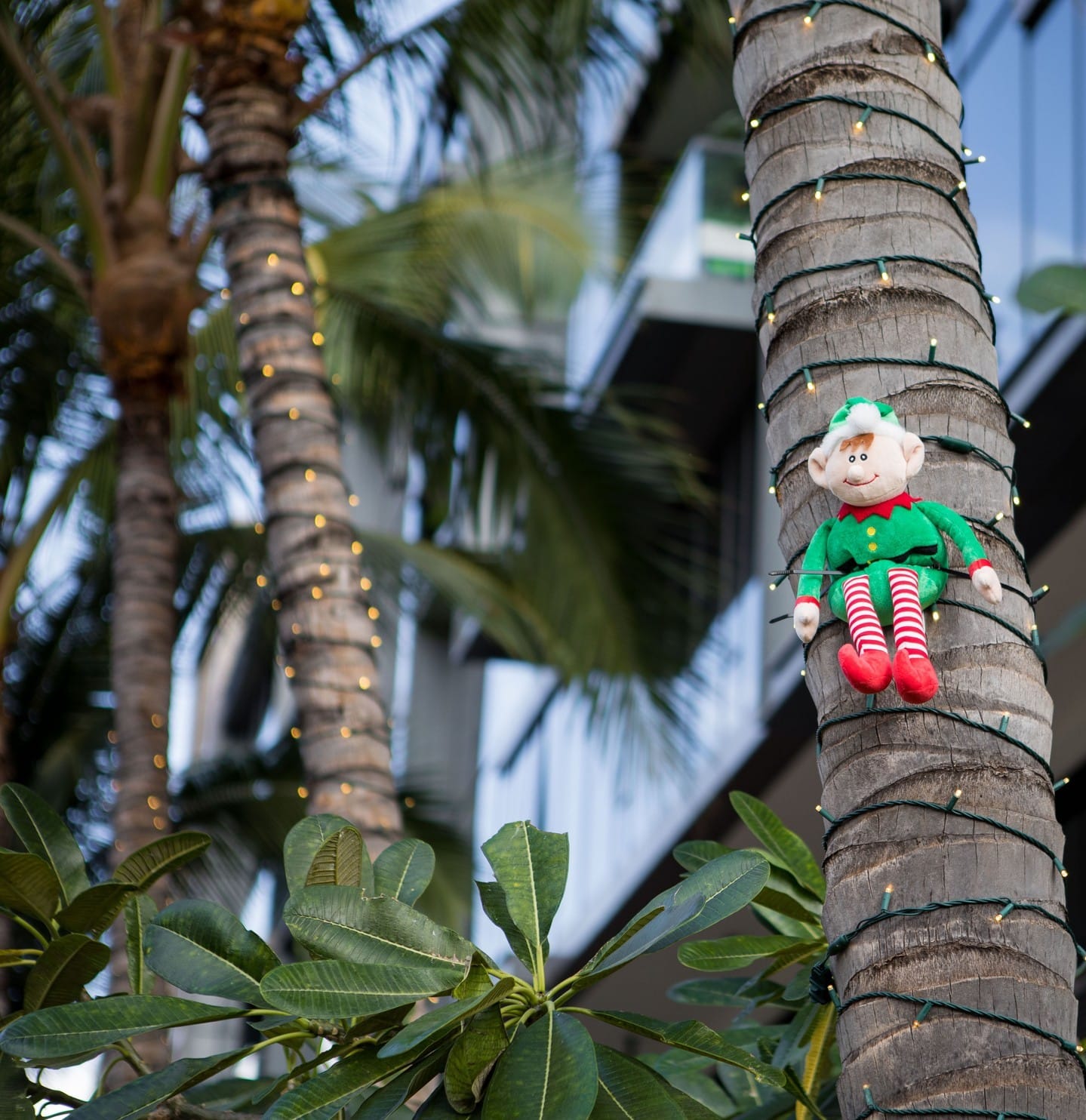 Mahalo for participating in our Elf Scavenger Hunt! Congratulations to the 5 lucky winners who will receive a $100 gift card to the Ward Village retailer of their choice. The elves look forward to seeing you all again next year!