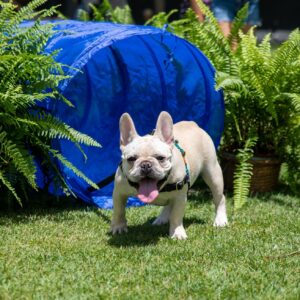 Calling all furry friends! Join us in celebrating National Pet Day on April 15 at Victoria Ward Park. Pose for a photo, race through an obstacle course, ask a question at the @aliianimal information booth, and enjoy treats for both humans and their four-legged friends. Learn more at the link in our bio.