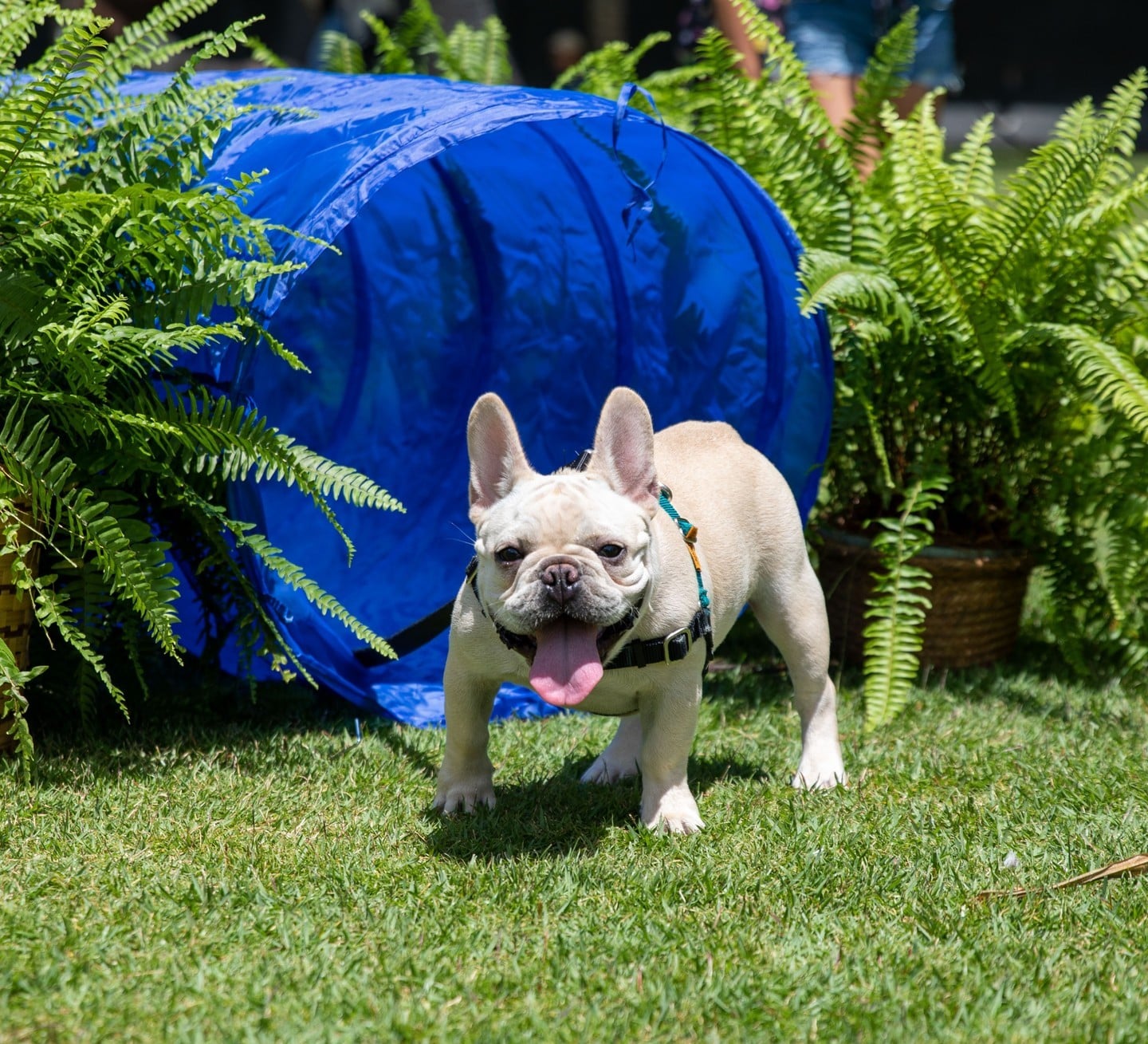Calling all furry friends! Join us in celebrating National Pet Day on April 15 at Victoria Ward Park. Pose for a photo, race through an obstacle course, ask a question at the @aliianimal information booth, and enjoy treats for both humans and their four-legged friends. Learn more at the link in our bio.