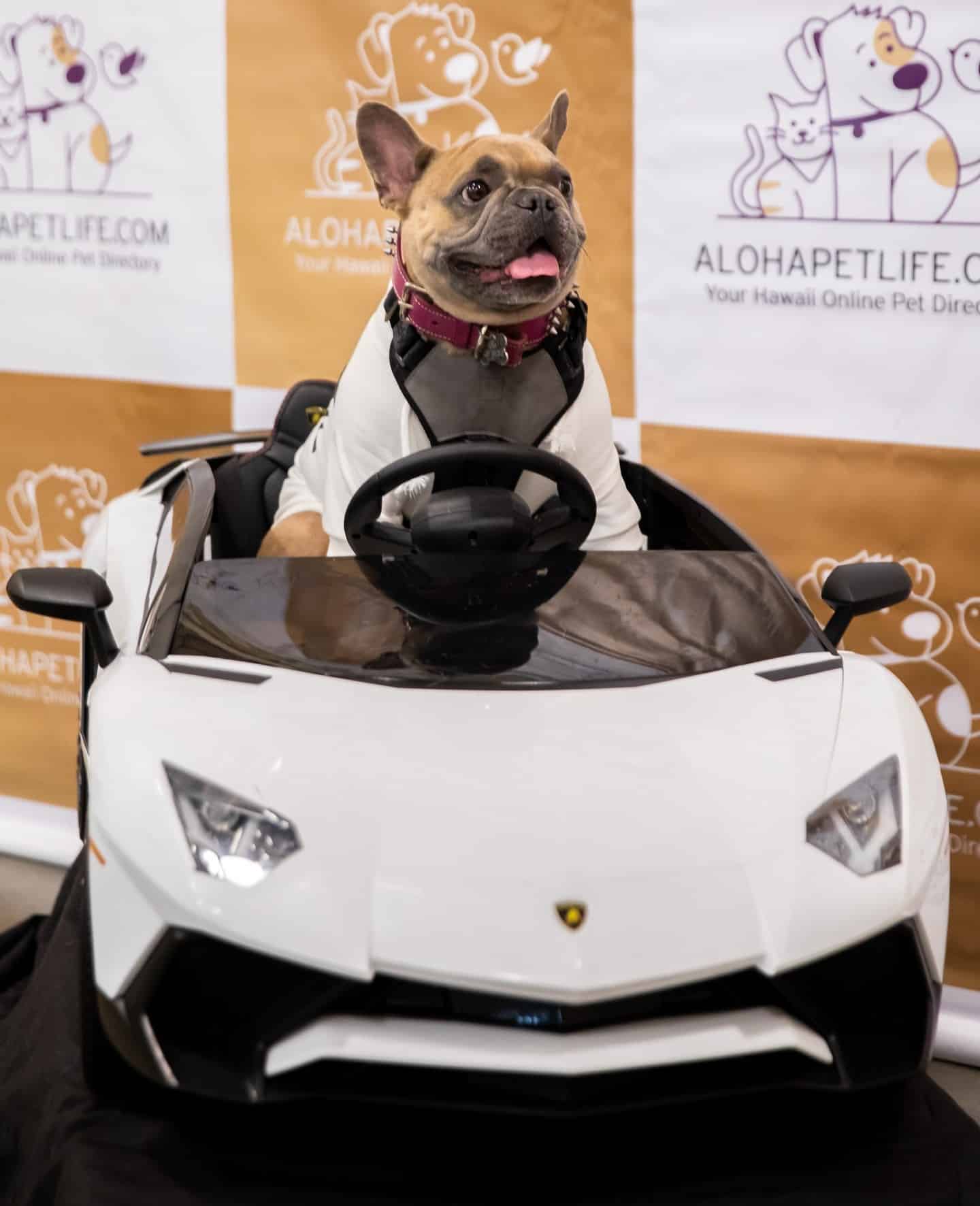 Save the date for the Aloha Pet & Family Fair returning to East Village Shops on June 3 & 4. Bring your leashed, furry friends for pet-themed activities, shopping, demonstrations, giveaways, and more.