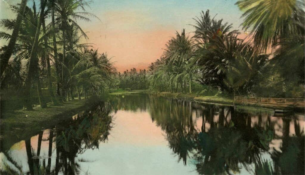 old photo of palm trees