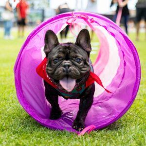 Bring your leased furry friends to the Aloha Pet & Family Fair on Saturday & Sunday, October 7 & 8 from 10am – 3pm at East Village Shops, next to Nordstrom Rack. Participate in hands-on activities, demonstrations, giveaways, and more.