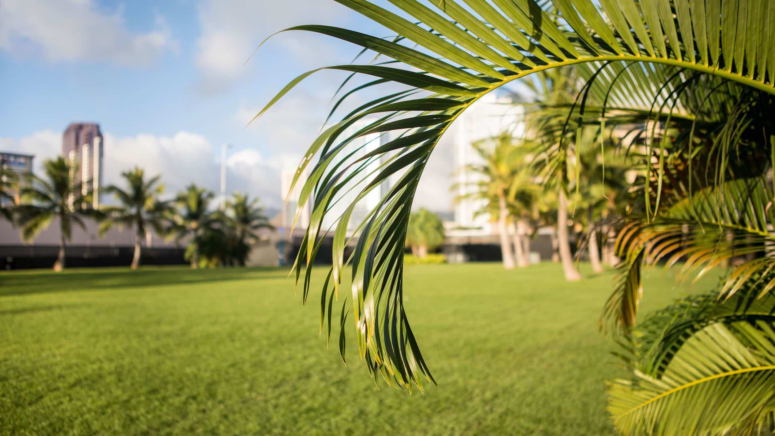 Victoria Ward Park lawn